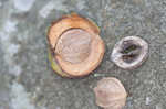 Mockernut hickory